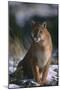 Cougar in Snow-DLILLC-Mounted Photographic Print