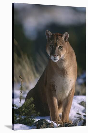 Cougar in Snow-DLILLC-Stretched Canvas