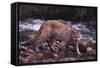 Cougar Licking His Lips-DLILLC-Framed Stretched Canvas