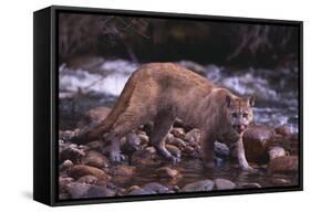 Cougar Licking His Lips-DLILLC-Framed Stretched Canvas