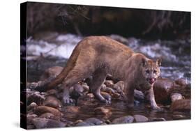 Cougar Licking His Lips-DLILLC-Stretched Canvas