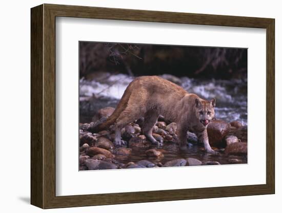 Cougar Licking His Lips-DLILLC-Framed Photographic Print