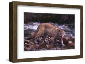 Cougar Licking His Lips-DLILLC-Framed Photographic Print