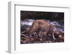 Cougar Licking His Lips-DLILLC-Framed Photographic Print