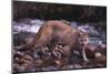 Cougar Licking His Lips-DLILLC-Mounted Photographic Print