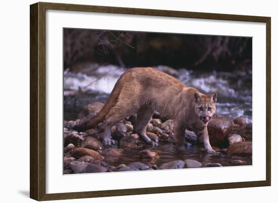 Cougar Licking His Lips-DLILLC-Framed Photographic Print