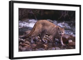 Cougar Licking His Lips-DLILLC-Framed Photographic Print