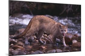 Cougar Licking His Lips-DLILLC-Mounted Photographic Print