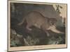Cougar or Panther-Mannevillette Elihu Dearing Brown-Mounted Giclee Print