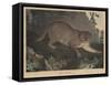 Cougar or Panther-Mannevillette Elihu Dearing Brown-Framed Stretched Canvas