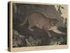 Cougar or Panther-Mannevillette Elihu Dearing Brown-Stretched Canvas