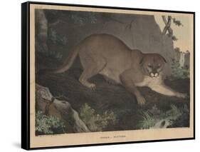 Cougar or Panther-Mannevillette Elihu Dearing Brown-Framed Stretched Canvas