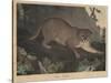 Cougar or Panther-Mannevillette Elihu Dearing Brown-Stretched Canvas