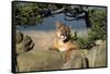 Cougar Resting on Rocks-W. Perry Conway-Framed Stretched Canvas