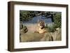 Cougar Resting on Rocks-W. Perry Conway-Framed Photographic Print