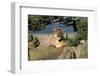 Cougar Resting on Rocks-W. Perry Conway-Framed Photographic Print