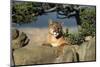 Cougar Resting on Rocks-W. Perry Conway-Mounted Photographic Print