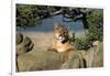Cougar Resting on Rocks-W. Perry Conway-Framed Photographic Print