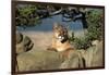 Cougar Resting on Rocks-W. Perry Conway-Framed Photographic Print