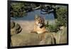 Cougar Resting on Rocks-W. Perry Conway-Framed Photographic Print