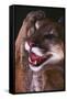 Cougar Rubbing its Head-DLILLC-Framed Stretched Canvas