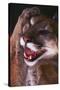 Cougar Rubbing its Head-DLILLC-Stretched Canvas