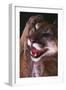 Cougar Rubbing its Head-DLILLC-Framed Photographic Print