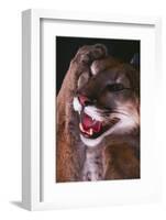 Cougar Rubbing its Head-DLILLC-Framed Photographic Print