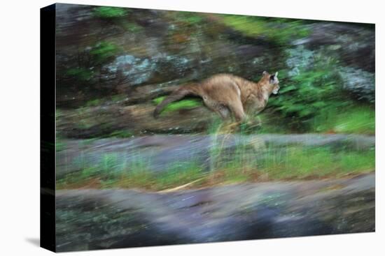 Cougar Running across Boulder Creek-W. Perry Conway-Stretched Canvas