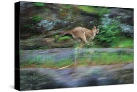 Cougar Running across Boulder Creek-W. Perry Conway-Stretched Canvas