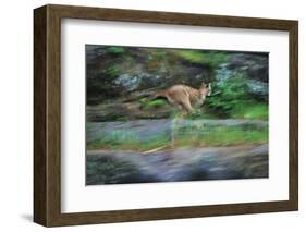 Cougar Running across Boulder Creek-W. Perry Conway-Framed Photographic Print