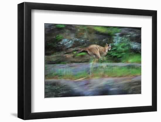 Cougar Running across Boulder Creek-W. Perry Conway-Framed Photographic Print