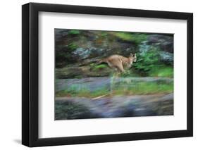 Cougar Running across Boulder Creek-W. Perry Conway-Framed Photographic Print