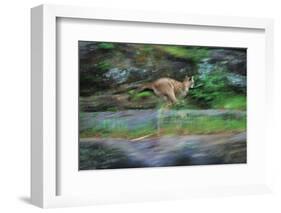 Cougar Running across Boulder Creek-W. Perry Conway-Framed Photographic Print