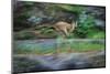 Cougar Running across Boulder Creek-W. Perry Conway-Mounted Photographic Print