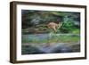 Cougar Running across Boulder Creek-W. Perry Conway-Framed Photographic Print