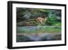 Cougar Running across Boulder Creek-W. Perry Conway-Framed Photographic Print