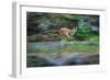 Cougar Running across Boulder Creek-W. Perry Conway-Framed Photographic Print