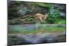 Cougar Running across Boulder Creek-W. Perry Conway-Mounted Photographic Print