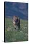 Cougar Running through Meadow-DLILLC-Stretched Canvas