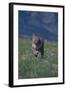 Cougar Running through Meadow-DLILLC-Framed Photographic Print