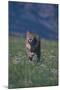 Cougar Running through Meadow-DLILLC-Mounted Photographic Print