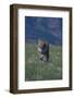 Cougar Running through Meadow-DLILLC-Framed Photographic Print