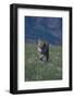 Cougar Running through Meadow-DLILLC-Framed Photographic Print