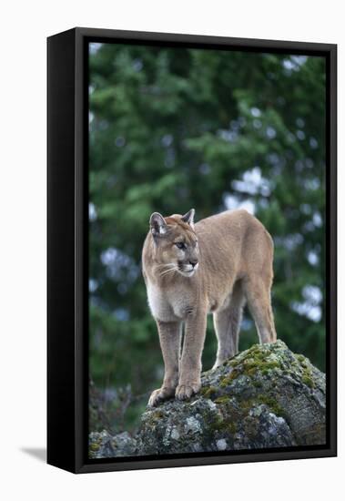 Cougar Standing on Rock-DLILLC-Framed Stretched Canvas