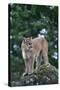 Cougar Standing on Rock-DLILLC-Stretched Canvas