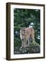 Cougar Standing on Rock-DLILLC-Framed Photographic Print