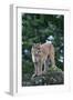 Cougar Standing on Rock-DLILLC-Framed Photographic Print