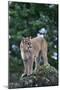 Cougar Standing on Rock-DLILLC-Mounted Photographic Print