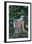 Cougar Standing on Rock-DLILLC-Framed Photographic Print